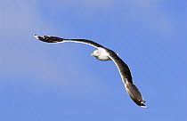 Lesser Black-backed Gull (Larus fuscus) in flight, Poland