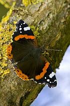 Red Admiral (Vanessa atalanta) butterfly on lichen covered branch, Wiltshire, England