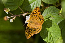 Silver-washed Fritillary butterfly (Argynnis paphia) probably a male on bramble, Wiltshire, UK