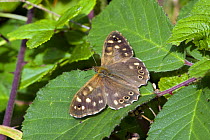 Speckled Wood (Pararge aegeria) butterfly, Wiltshire, England