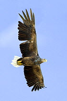 White-tailed Eagle (Haliaeetus albicilla) in flight, Poland