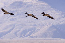 Three Black-necked cranes {Grus nigricollis} in flight, Yarlung valley, Tibet, March 07. 'Wild China' series