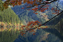 Lake and trees, Juizhaigou National Reserve, UNESCO world heritage site, Sichuan, China October 06. 'Wild China' series
