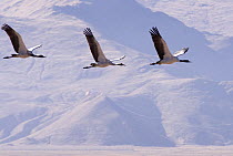 Three Black-necked cranes {Grus nigricollis} in flight, Yarlung Valley, Tibet, March 07. 'Wild China' series