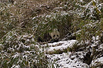 Wild Giant panda {Ailuropoda melanoleuca} peering out from snow covered Bamboo, Changqing Reserve, Qinling Mountains, December 06. 'Wild China' series