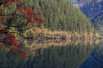Trees reflected in lake, Juizhaigou National Reserve, UNESCO World Heritage Site, Sichuan province, China, October 06, 'Wild China' series