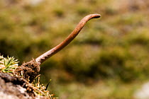 Parasitic fungi on Aweto caterpillar {Cordyceps sinensis} Yatsa Gunbu, Naqu, Tibet, June 07, 'Wild China' series. Note- valued for its medicinal properties