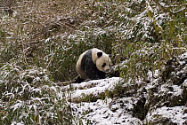 Wild Giant panda {Ailuropoda melanoleuca} amongst snow covered Bamboo, Changqing Reserve, Qinling Mountains, China, December 06. Wild China