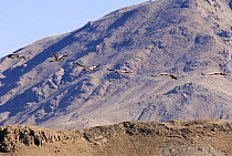 Black-necked cranes {Grus nigricollis} in flight, Yarlung Valley, Tibet, March 07. 'Wild China' series