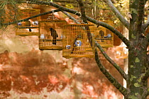 Laughing thrush / Hwamei {Garrulax canorus} in birdcages, Beijing Forbidden City, November 06. 'Wild China' series