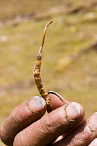 Hand holding dead 'vegetable caterpillar', killed by Aweto caterpillar fungus {Cordyceps sinensis} Yatsa gunbu, Naqu, Tibet, May 07. 'Wild China' series. Note - collected for medicinal purposes