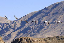 Black-necked cranes {Grus nigricollis} in flight, Yarlung valley, Tibet, March 07. 'Wild China' series