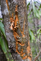 Giant panda territorial scratch marks on tree, Changqing reserve, Qinling mountains, China, March 07. 'Wild China' series