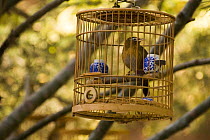 Laughing thrush / Hwamei {Garrulax canorus} in birdcage. Beijing Forbidden City, China Nov 06.  'Wild China' series