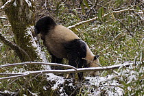Wild Giant Panda {Ailuropoda melanoleuca} scent marking on tree, Changqing reserve, Qinling mountains, China, December 07. 'Wild China' series