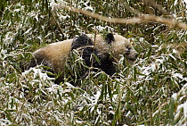 Wild Giant panda {Ailuropoda melanoleuca} amongst snow covered Bamboo vegetation, Changqing reserve, Qinling mountains, China, December 06. 'Wild China' series