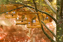 Laughing thrush / Hwamei {Garrulax canorus} in birdcages, Beijing Forbidden City, November 06, 'Wild China' series