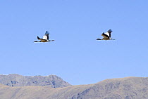 Two Black necked cranes {Grus nigricollis} in flight, Yarlung valley, Tibet, March 07, 'Wild China' series