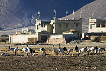 Flock of Black necked cranes {Grus nigricollis} feeding in field with buildings in background, Yarlung valley, Tibet, March 07, 'Wild China' series