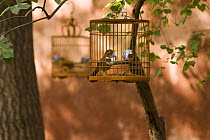 Hwamei {Garrulax canorus} in birdcages, Beijing Forbidden City, November 06. 'Wild China' series