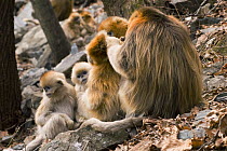 Sichuan golden snub nosed monkeys {Rhinopithecus roxellana} family group grooming, Zhouzhe reserve, Qinling mountains, China, December 06. 'Wild China' series