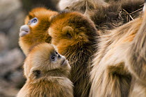 Sichuan golden snub nosed monkeys {Rhinopithecus roxellana} Zhouzhe reserve, Qinling mountains, China, December 06. 'Wild China' series