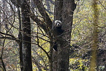 Wild Giant panda {Ailuropoda melanoleuca} in tree, Changqing reserve, Qinling mountains, March 07, China, 'Wild China' series