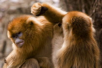 Sichuan golden snub nosed monkey {Rhinopithecus roxellana} having armpit groomed, Zhouzhe reserve, Qinling mountains, China, December 06, 'Wild China' series