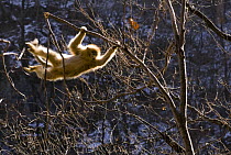 Sichuan golden snub nosed monkey {Rhinopithecus roxellana} swinging from branch, Zhouzhe reserve, Qinling mountains, China, December 06, 'Wild China' series