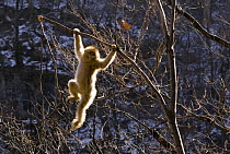 Sichuan golden snub nosed monkey {Rhinopithecus roxellana} swinging on branch, Zhouzhe reserve, Qinling mountains, China, December 06. 'Wild China' series
