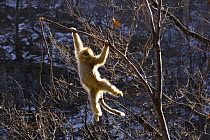 Sichuan golden snub nosed monkey {Rhinopithecus roxellana} hanging from branch, Zhouzhe reserve, Qinling mountains, China, December 06. 'Wild China' series