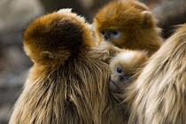 Sichuan golden snub nosed monkey {Rhinopithecus roxellana} holding baby, Zhouzhe reserve, Qinling mountains, China, December 06, 'Wild China' series