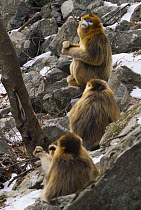 Three Sichuan golden snub nosed monkeys {Rhinopithecus roxellana} Zhouzhe reserve, Qinling mountains, China, December 06. 'Wild China' series