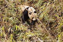 Wild Giant Panda {Ailuropoda melanoleuca} amongst Bamboo, Changqing reserve, Qinling mountains, China March 07. 'Wild China' series
