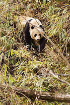 Wild Giant panda {Ailuropoda melanoleuca} amongst Bamboo, Changqing reserve, Qinling mountains, China March 07. 'Wild China' series