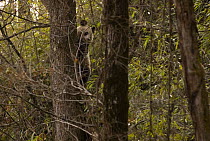Wild Giant panda {Ailuropoda melanoleuca} in tree, Changqing reserve, Qinling mountains, China March 07. 'Wild China' series