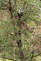 Wild Giant panda {Ailuropoda melanoleuca} climbing at top of tree, Changqing reserve, Qinling mountains, China March 07. 'Wild China' series