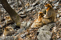 Sichuan golden snub nosed monkey {Rhinopithecus roxellana} family group, Zhouzhe reserve, Qinling mountains, December 06, China. 'Wild China' series