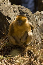 Sichuan golden snub nosed monkey {Rhinopithecus roxellana} Zhouzhe reserve, Qinling mountains, December 06, China. 'Wild China' series