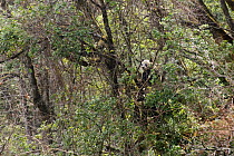 Wild Giant panda {Ailuropoda melanoleuca} resting in tree canopy, Changqing reserve, Qinling mountains, China, March 07, 'Wild China' series