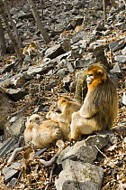 Sichuan golden snub nosed monkey {Rhinopithecus roxellana} sitting on rock with family, Zhouzhe reserve, Qinling mountains, December 06, China. 'Wild China' series