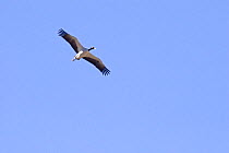 Black necked crane {Grus nigricollis} Yarlung valley, Tibet, March 07, 'Wild China' series