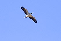 Black necked crane {Grus nigricollis} in flight, Yarlung valley, Tibet, March 07, 'Wild China' series