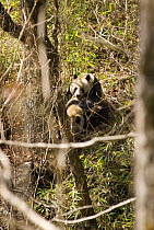 Wild Giant pandas {Ailuropoda melanoleuca} mating, Changqing reserve, Qinling mountains, China, March 07, 'Wild China' series
