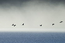 Black necked cranes {Grus nigricollis} in flight against mist, Yarlung valley, Tibet, March 07, 'Wild China' series