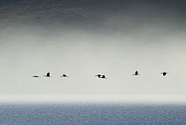 Black necked cranes {Grus nigricollis} in flight over misty sea, Yarlung valley, Tibet, March 07, 'Wild China' series
