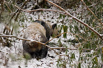 Rear view of wild Giant panda {Ailuropoda melanoleuca} walking through snow, Changqing reserve, Qinling mountains, China, December 06. 'Wild China' series