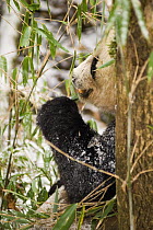 Wild Giant panda {Ailuropoda melanoleuca} eating Bamboo, Changqing reserve, Qinling mountains, China, December 06, 'Wild China' series