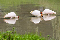 Crested ibis {Nipponia nippon} feeding in water, Yangxian town, Qinling mountains, China. October 06, 'Wild China' series