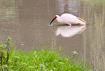 Crested ibis {Nipponia nippon} feeding in water, Yangxian town, Qinling mountains, China, October 06. 'Wild China' series